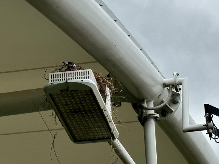 Birds and Tensile Membrane Canopies