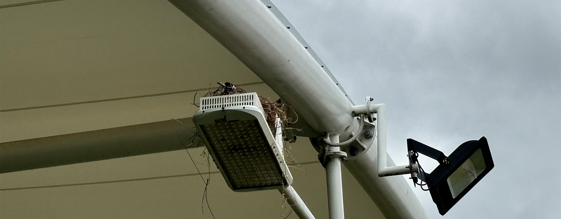 Birds and Tensile Membrane Canopies